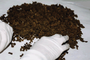 Coleta de própolis Coleta de própolis